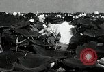 Standbild Lotus Blumen Grass Lakes Illinois USA, 1930, aus Sekunde 43 historischem Filmmaterial Videoclip 65675059950