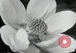 Standbild Lotus Blumen Grass Lakes Illinois USA, 1930, aus Sekunde 44 historischem Filmmaterial Videoclip 65675059950