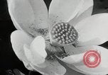Standbild Lotus Blumen Grass Lakes Illinois USA, 1930, aus Sekunde 45 historischem Filmmaterial Videoclip 65675059950