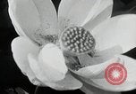 Standbild Lotus Blumen Grass Lakes Illinois USA, 1930, aus Sekunde 46 historischem Filmmaterial Videoclip 65675059950