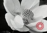 Standbild Lotus Blumen Grass Lakes Illinois USA, 1930, aus Sekunde 47 historischem Filmmaterial Videoclip 65675059950
