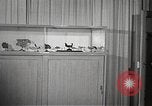 Image of American Dependent School students Heidelberg Germany, 1952, second 40 stock footage video 65675060024