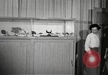 Image of American Dependent School students Heidelberg Germany, 1952, second 41 stock footage video 65675060024