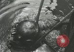 Image of Allies capturing Cherbourg during World War II France, 1944, second 17 stock footage video 65675060101