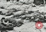 Image des milliers de prisonniers de guerre allemands France, 1944, de la seconde 16 séquences d'archives historiques vidéo 65675060106