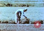 Immagine di Japanese-American agricoltore California United States USA, 1942, secondo 39 filmato di repertorio 65675060169