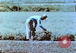 Immagine di Japanese-American agricoltore California United States USA, 1942, secondo 40 filmato di repertorio 65675060169