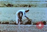 Immagine di Japanese-American agricoltore California United States USA, 1942, secondo 41 filmato di repertorio 65675060169