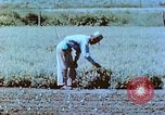 Immagine di Japanese-American agricoltore California United States USA, 1942, secondo 42 filmato di repertorio 65675060169