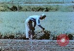 Immagine di Japanese-American agricoltore California United States USA, 1942, secondo 43 filmato di repertorio 65675060169
