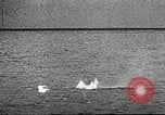 Image of B-17 Flying Fortress bomber United States USA, 1943, second 27 stock footage video 65675060181