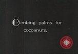 Image of coconut palm tree San Juan Puerto Rico, 1931, second 3 stock footage video 65675060220