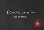 Image of coconut palm tree San Juan Puerto Rico, 1931, second 4 stock footage video 65675060220