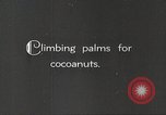 Image of coconut palm tree San Juan Puerto Rico, 1931, second 5 stock footage video 65675060220