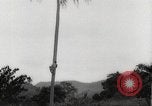 Image of coconut palm tree San Juan Puerto Rico, 1931, second 8 stock footage video 65675060220