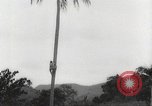 Image of coconut palm tree San Juan Puerto Rico, 1931, second 9 stock footage video 65675060220