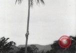 Image of coconut palm tree San Juan Puerto Rico, 1931, second 10 stock footage video 65675060220