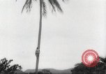 Image of coconut palm tree San Juan Puerto Rico, 1931, second 11 stock footage video 65675060220