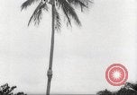 Image of coconut palm tree San Juan Puerto Rico, 1931, second 12 stock footage video 65675060220