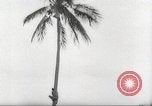 Image of coconut palm tree San Juan Puerto Rico, 1931, second 13 stock footage video 65675060220