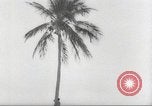 Image of coconut palm tree San Juan Puerto Rico, 1931, second 14 stock footage video 65675060220