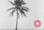 Image of coconut palm tree San Juan Puerto Rico, 1931, second 15 stock footage video 65675060220