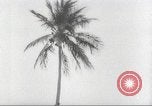 Image of coconut palm tree San Juan Puerto Rico, 1931, second 16 stock footage video 65675060220