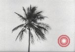 Image of coconut palm tree San Juan Puerto Rico, 1931, second 17 stock footage video 65675060220