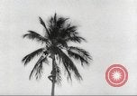 Image of coconut palm tree San Juan Puerto Rico, 1931, second 18 stock footage video 65675060220
