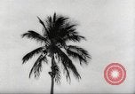 Image of coconut palm tree San Juan Puerto Rico, 1931, second 19 stock footage video 65675060220