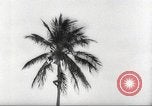 Image of coconut palm tree San Juan Puerto Rico, 1931, second 20 stock footage video 65675060220