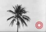 Image of coconut palm tree San Juan Puerto Rico, 1931, second 21 stock footage video 65675060220