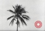 Image of coconut palm tree San Juan Puerto Rico, 1931, second 22 stock footage video 65675060220