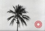 Image of coconut palm tree San Juan Puerto Rico, 1931, second 23 stock footage video 65675060220