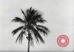 Image of coconut palm tree San Juan Puerto Rico, 1931, second 24 stock footage video 65675060220