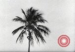 Image of coconut palm tree San Juan Puerto Rico, 1931, second 25 stock footage video 65675060220