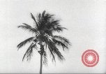 Image of coconut palm tree San Juan Puerto Rico, 1931, second 26 stock footage video 65675060220