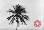 Image of coconut palm tree San Juan Puerto Rico, 1931, second 27 stock footage video 65675060220