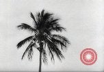 Image of coconut palm tree San Juan Puerto Rico, 1931, second 28 stock footage video 65675060220