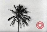 Image of coconut palm tree San Juan Puerto Rico, 1931, second 29 stock footage video 65675060220