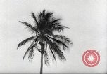 Image of coconut palm tree San Juan Puerto Rico, 1931, second 30 stock footage video 65675060220