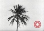 Image of coconut palm tree San Juan Puerto Rico, 1931, second 31 stock footage video 65675060220