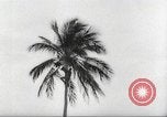 Image of coconut palm tree San Juan Puerto Rico, 1931, second 32 stock footage video 65675060220
