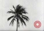 Image of coconut palm tree San Juan Puerto Rico, 1931, second 33 stock footage video 65675060220