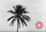 Image of coconut palm tree San Juan Puerto Rico, 1931, second 34 stock footage video 65675060220
