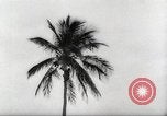 Image of coconut palm tree San Juan Puerto Rico, 1931, second 35 stock footage video 65675060220