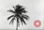 Image of coconut palm tree San Juan Puerto Rico, 1931, second 36 stock footage video 65675060220