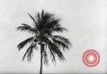 Image of coconut palm tree San Juan Puerto Rico, 1931, second 37 stock footage video 65675060220