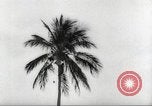 Image of coconut palm tree San Juan Puerto Rico, 1931, second 38 stock footage video 65675060220