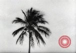 Image of coconut palm tree San Juan Puerto Rico, 1931, second 39 stock footage video 65675060220